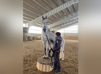 Shagya Araber, Wallach, 15 Jahre, 158 cm, Schimmel