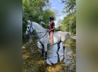 Shagya Araber, Wallach, 15 Jahre, 158 cm, Schimmel