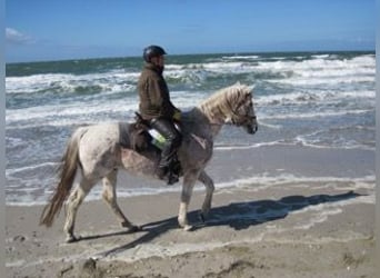 Shagya Araber, Wallach, 22 Jahre, 161 cm, Fliegenschimmel