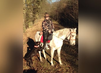 Shagya Araber, Wallach, 22 Jahre, 161 cm, Fliegenschimmel