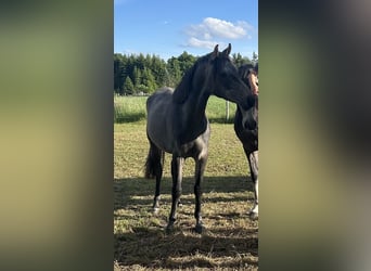 Shagya Araber, Wallach, 2 Jahre, 152 cm, Schimmel