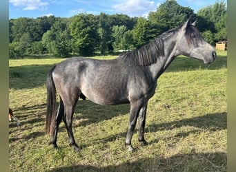 Shagya Araber, Wallach, 2 Jahre, 152 cm, Schimmel