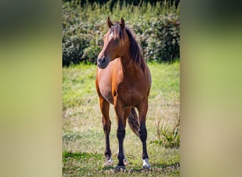 Shagya Araber, Wallach, 2 Jahre, 157 cm, Rotbrauner