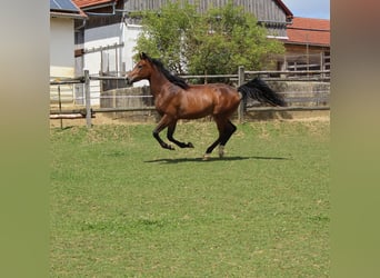 Shagya Araber, Wallach, 2 Jahre, Brauner