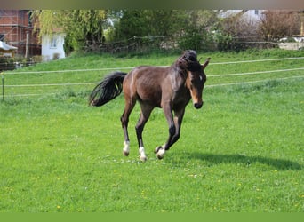 Shagya Araber, Wallach, 2 Jahre, Brauner