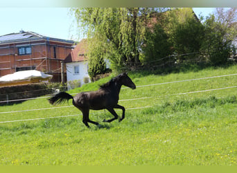 Shagya Araber, Wallach, 2 Jahre, Brauner