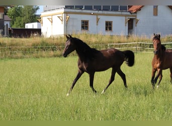 Shagya Araber, Wallach, 2 Jahre, Brauner