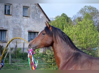 Shagya Araber, Wallach, 3 Jahre, 151 cm, Brauner