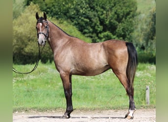 Shagya Araber, Wallach, 3 Jahre, 155 cm, Schimmel