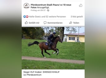 Shagya Araber, Wallach, 3 Jahre, 160 cm