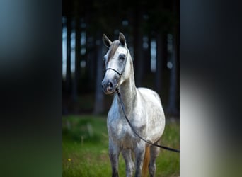 Shagya Araber, Wallach, 3 Jahre, 160 cm, Schimmel