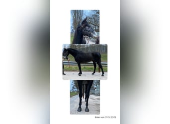 Shagya Araber Mix, Wallach, 4 Jahre, 157 cm, Schimmel