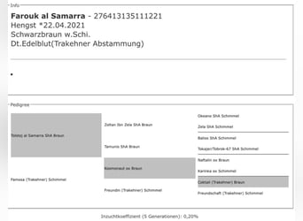 Shagya Araber Mix, Wallach, 4 Jahre, 157 cm, Schimmel