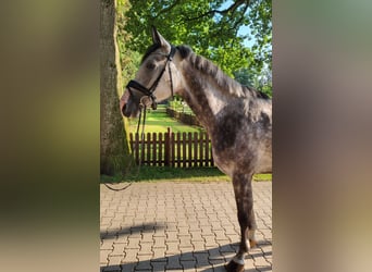 Shagya Araber, Wallach, 4 Jahre, Apfelschimmel