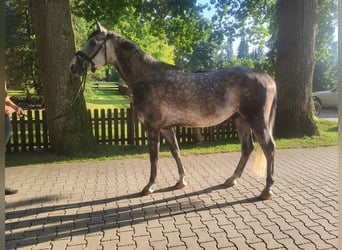 Shagya Araber, Wallach, 4 Jahre, Apfelschimmel
