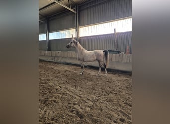 Shagya Araber, Wallach, 5 Jahre, 153 cm, Schimmel