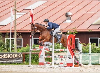 Shagya Araber, Wallach, 5 Jahre, 164 cm, Rotbrauner