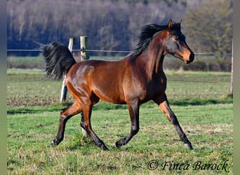 Shagya Araber, Wallach, 6 Jahre, 150 cm, Brauner