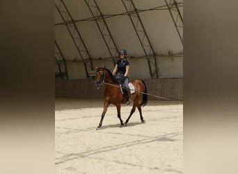 Shagya Araber, Wallach, 6 Jahre, 153 cm, Brauner