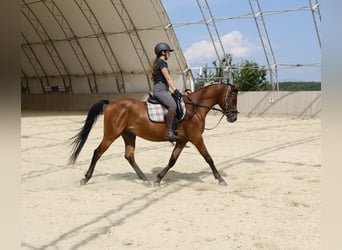 Shagya Araber, Wallach, 6 Jahre, 153 cm, Brauner