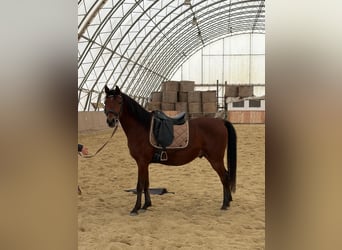 Shagya Araber, Wallach, 6 Jahre, 153 cm, Brauner
