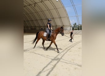 Shagya Araber, Wallach, 6 Jahre, 153 cm, Brauner