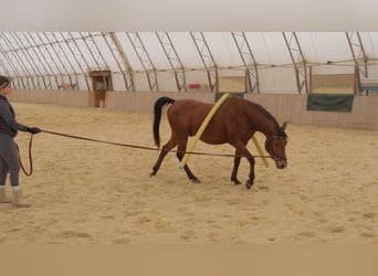 Shagya Araber, Wallach, 6 Jahre, 153 cm, Brauner
