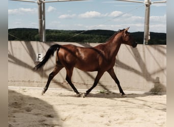 Shagya Araber, Wallach, 6 Jahre, 153 cm, Brauner