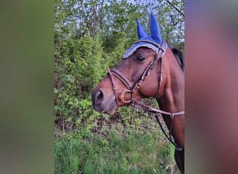 Shagya Araber, Wallach, 7 Jahre, 153 cm, Dunkelbrauner