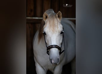 Shagya Araber, Wallach, 9 Jahre, 152 cm, Schimmel