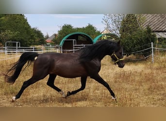 Shagya Arabian, Étalon, 11 Ans, 158 cm, Bai