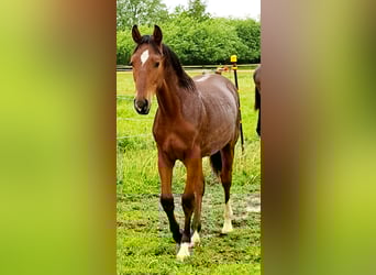 Shagya Arabian, Étalon, 1 Année, 157 cm, Bai clair