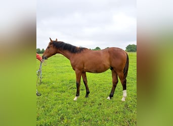 Shagya Arabian, Étalon, 1 Année, 157 cm, Bai clair