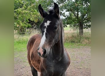 Shagya Arabian, Étalon, 1 Année, 160 cm, Gris