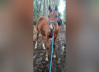 Shagya Arabian, Étalon, 1 Année, Bai