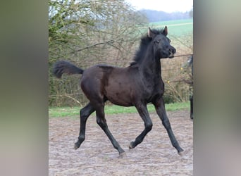 Shagya Arabian Croisé, Étalon, 2 Ans, 154 cm, Peut devenir gris