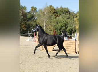 Shagya Arabian, Étalon, 2 Ans, 160 cm, Gris