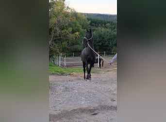 Shagya Arabian, Étalon, 2 Ans, 160 cm, Gris