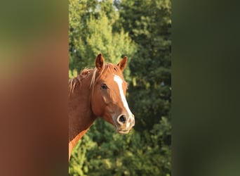 Shagya Arabian, Étalon, 3 Ans, 154 cm, Alezan