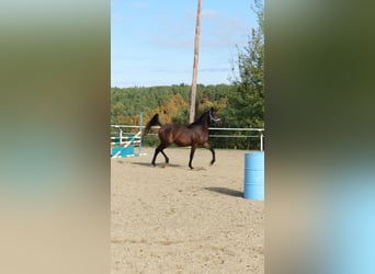 Shagya Arabian, Étalon, 3 Ans, 160 cm, Bai