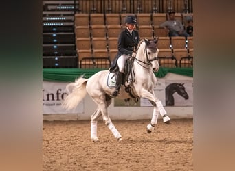 Shagya Arabian, Étalon, 11 Ans, 159 cm, Gris