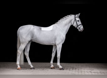 Shagya Arabian, Étalon, 11 Ans, 159 cm, Gris
