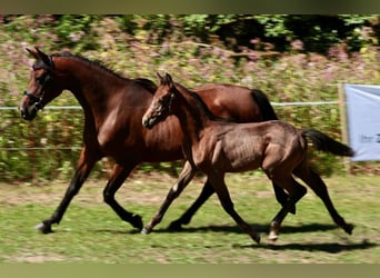 Shagya Arabian, Étalon, 9 Ans, 161 cm, Gris