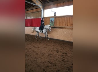 Shagya Arabian, Gelding, 10 years, 16 hh, Gray