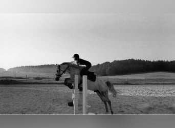 Shagya Arabian, Gelding, 10 years, 16 hh, Gray