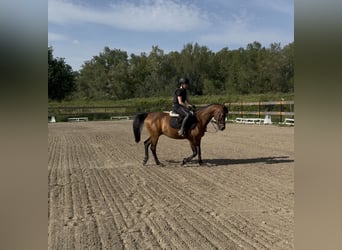 Shagya Arabian, Gelding, 10 years, Brown