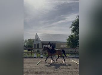 Shagya Arabian, Gelding, 10 years, Brown