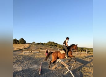 Shagya Arabian, Gelding, 10 years, Brown