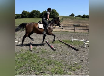 Shagya Arabian, Gelding, 10 years, Brown