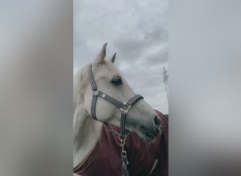 Shagya Arabian, Gelding, 11 years, 15,1 hh, Gray